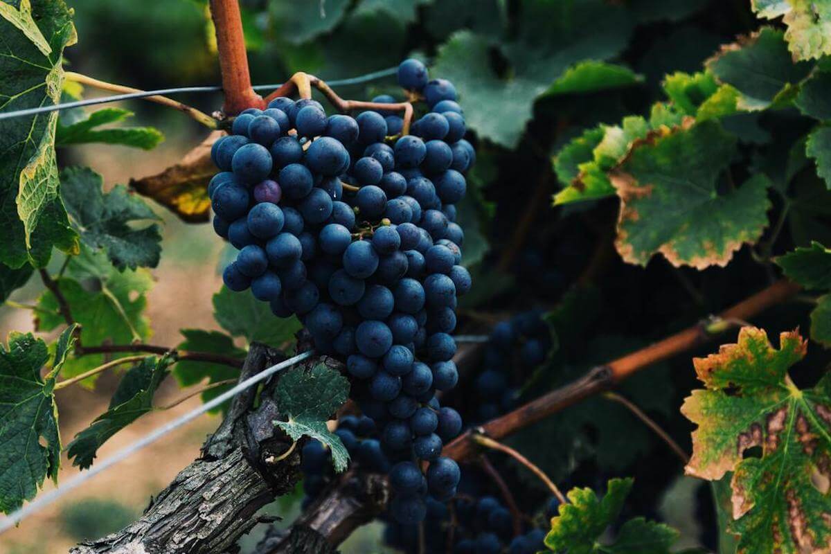 Red grapes on a vine in vineyard