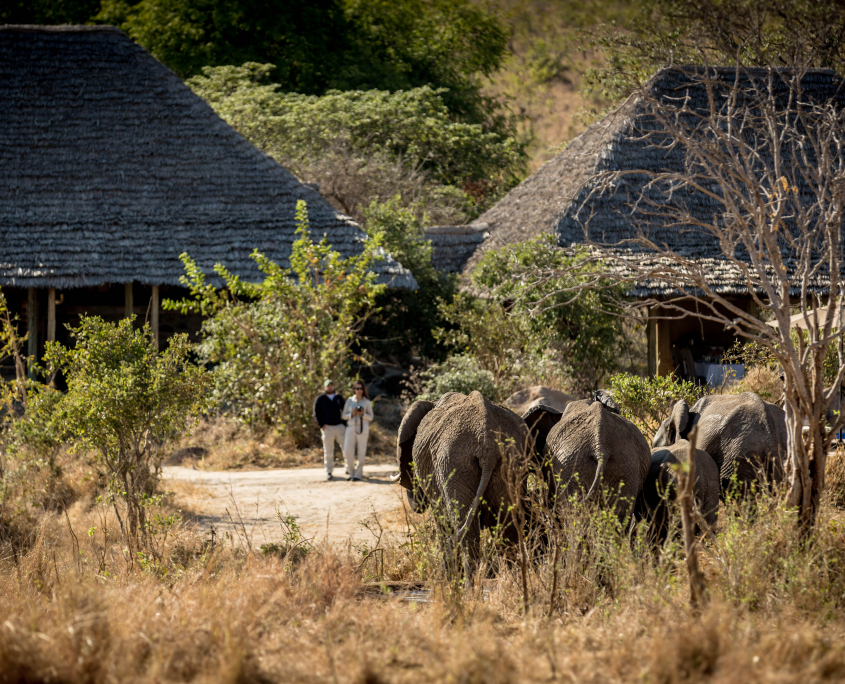 Tarangire Lodge with elephants