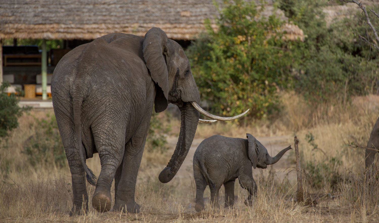 Two elephants strolling at the Tarangire Lodge