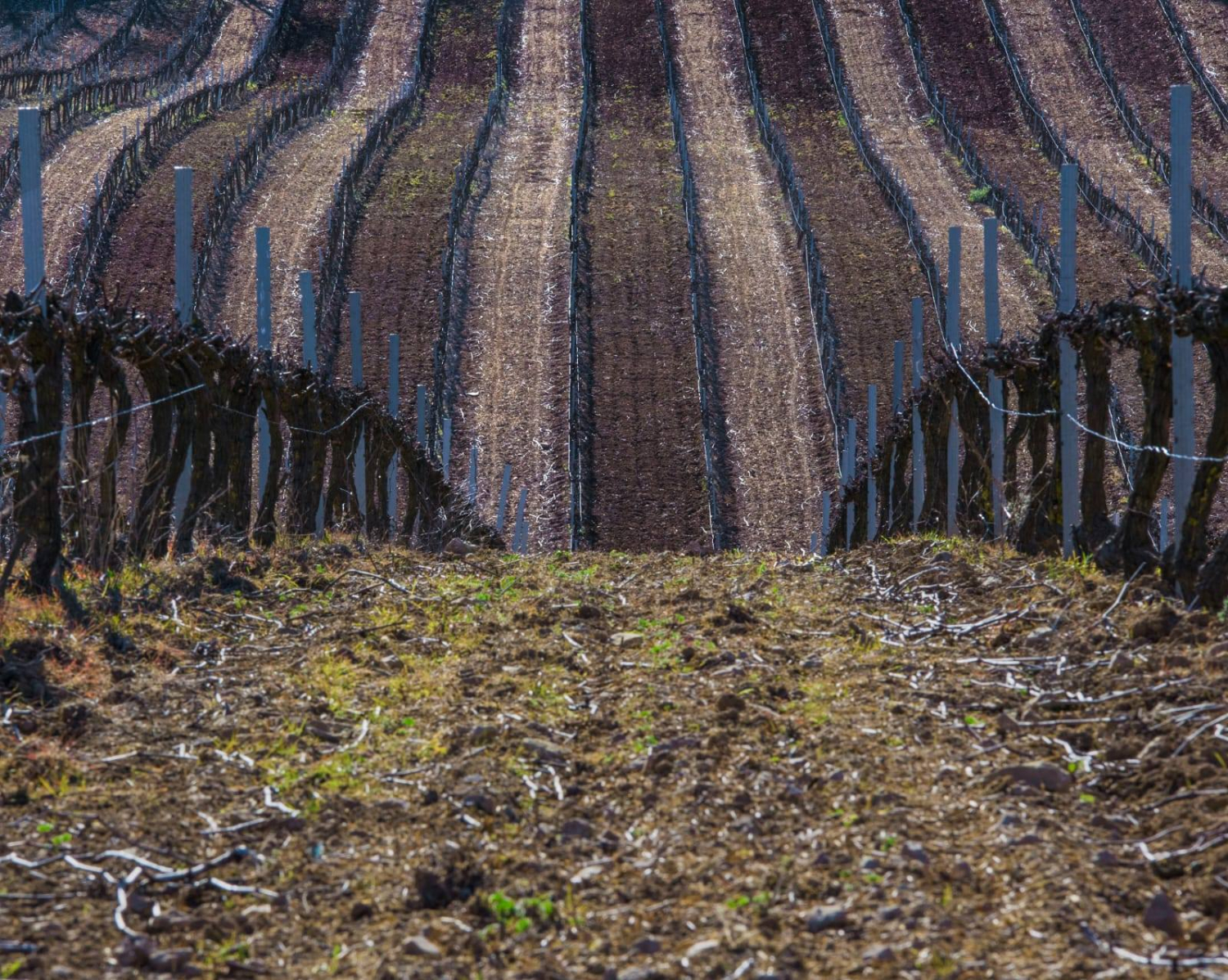Winery rows in the open