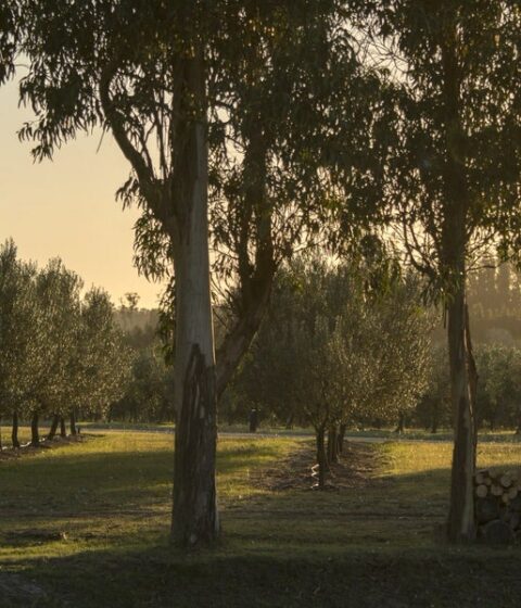Bodega Oceanica Jose Ignacio Uruguay Singular Places 1 1