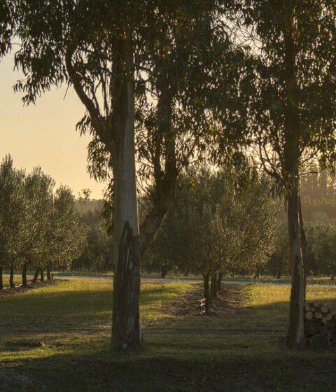 Bodega Oceanica Jose Ignacio in Uruguay