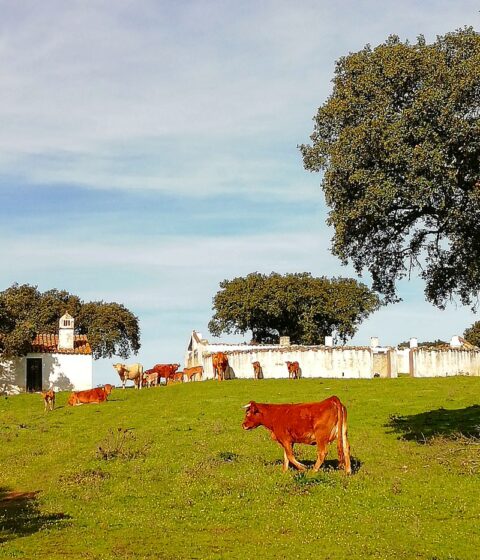 Corktrekking au Portugal