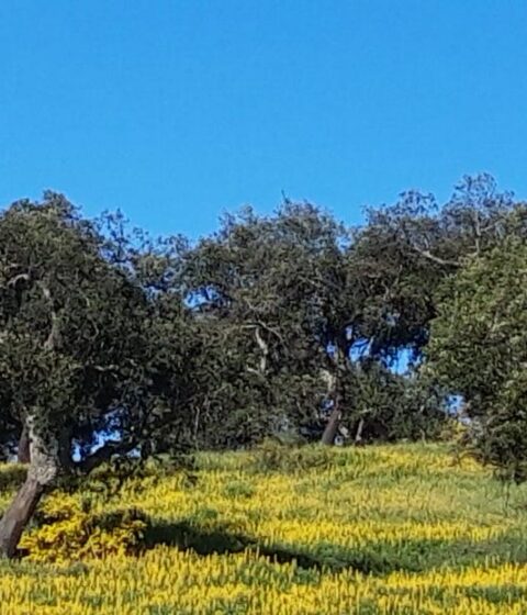Corktrekking au Portugal
