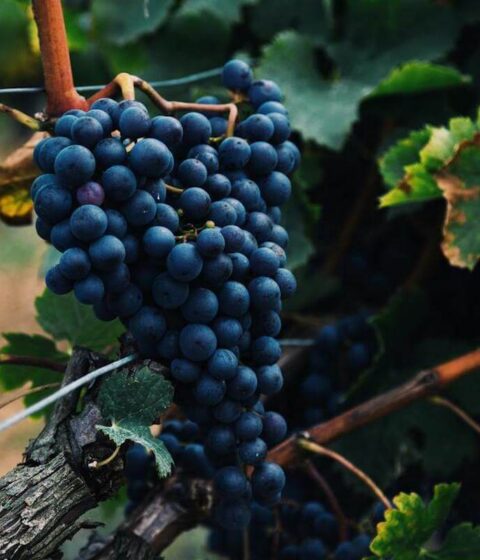 Lagvinari Winery in Georgia