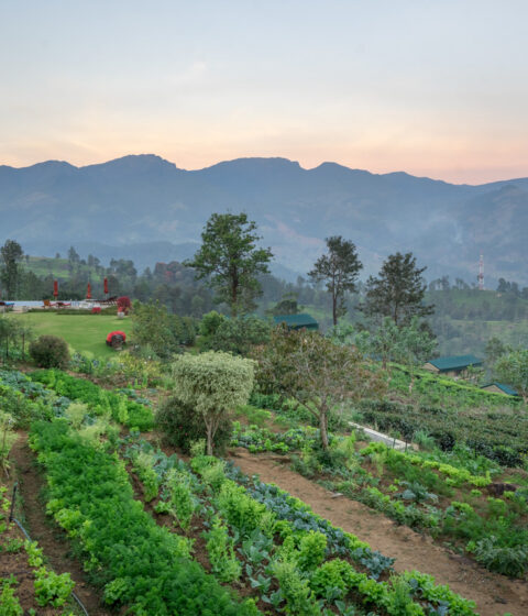 Madulkelle Tea And Ecolodge Sri in Lanka