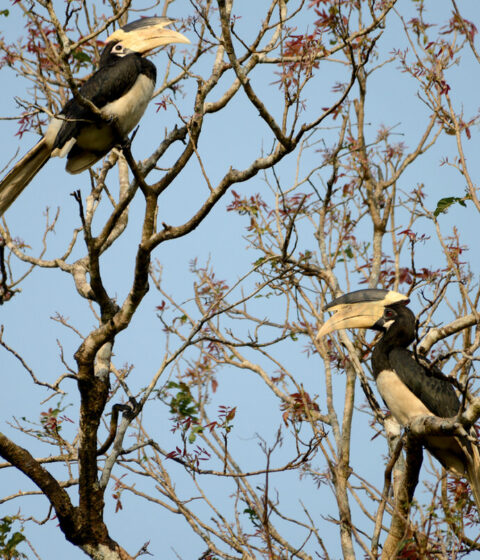 Retiro Panchabhuta en la India