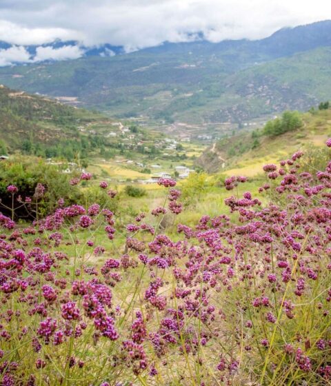 Bhutan Spirit Sanctuary in Bhutan, Asien – Bhutan Spirit Sanctuary, Bhutan