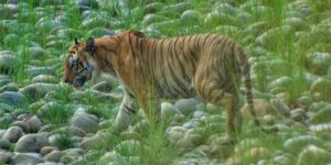 Burhan Wilderness Camps Nepal Eco in Efforts - Burhan Wilderness Camps, Népal
