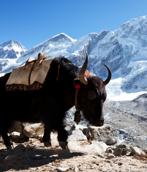 Bhutan Spirit Sanctuary in Bhutan, Asien