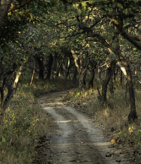 Bosques en Sasan, India