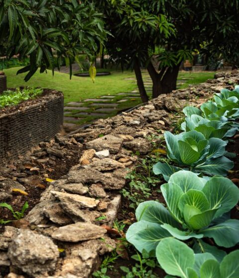 Bosques en Sasan, India