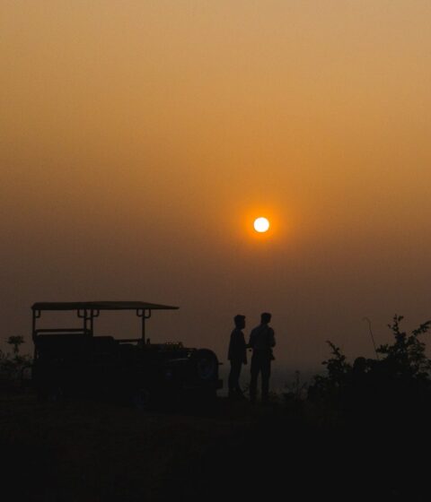 Bosques en Sasan, India